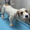 Rico, allerliebster Hund sucht Familie