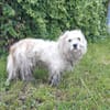 Rico, allerliebster Hund sucht Familie