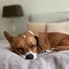 Nala, Prinzessin sucht Zuhause