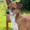 Nala, Prinzessin sucht Zuhause
