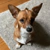 Nala, Prinzessin sucht Zuhause