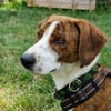 🧡 Bomber  junger Herzenshund