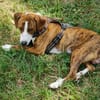 🧡 Bomber  junger Herzenshund