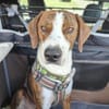 🧡 Bomber  junger Herzenshund
