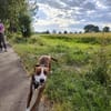 🧡 Bomber  junger Herzenshund