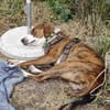 🧡 Bomber  junger Herzenshund