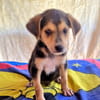Bruno sucht ein Zuhause