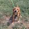Bruno sucht ein Zuhause