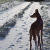 Hündin Melly sucht (mit Jagtinstinkt)