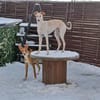 Hündin Melly sucht (mit Jagtinstinkt)