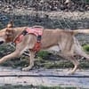 Traumhund Piloto