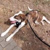 Mickey, freundlicher, taffer Welpe