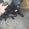 Kleine Ebony sucht ihr Für-immer-Zuhause