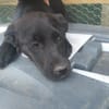 Kleine Ebony sucht ihr Für-immer-Zuhause