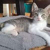 Sylvestre