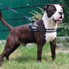BUTLER