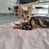ARNA