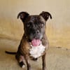 ZARA "En cours d'adoption"