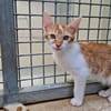 Muscat (en cours d'adoption)