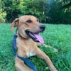 CHOUPY, Mâle berger créole junior