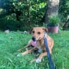 CHOUPY, Mâle berger créole junior