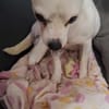 Poupi petite chihuahua câline