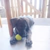 EASTER chiot Berger Créole mâle