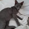 AHORA, chaton créole femelle