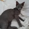 AHORA, chaton créole femelle