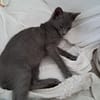 AHORA, chaton créole femelle