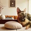 SPHINXY, chat femelle européen