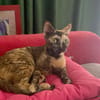 SPHINXY, chat femelle européen
