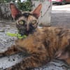 SPHINXY, chat femelle européen