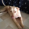 PHOENIX Croisée Labrador Femelle junior