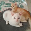Arya, la belle minette