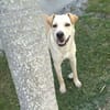 BUDY le magnifique