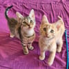 LILO (femelle) et STITCH (mâle)