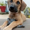 Pepsy, mâle croisé, né le 20/04/2025🐶