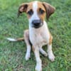 Amore, mâle croisé berger, né le 03/05/2025 🐶