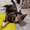 Louna