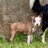 YELLOW le petit bellot