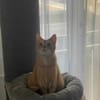Lieber Njonjo sucht neue Familie