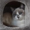 Liebe Lada (FelV-positiv)