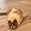 Liebe Lada (FelV-positiv)
