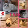 Liebe Lada (FelV-positiv)