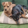 Süsse kleine Bandita sucht ein Zuhause