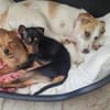 Süsse kleine Bandita sucht ein Zuhause