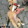 Nessa auf Pflegestelle