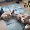 Nessa auf Pflegestelle