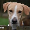 LEONIDAS